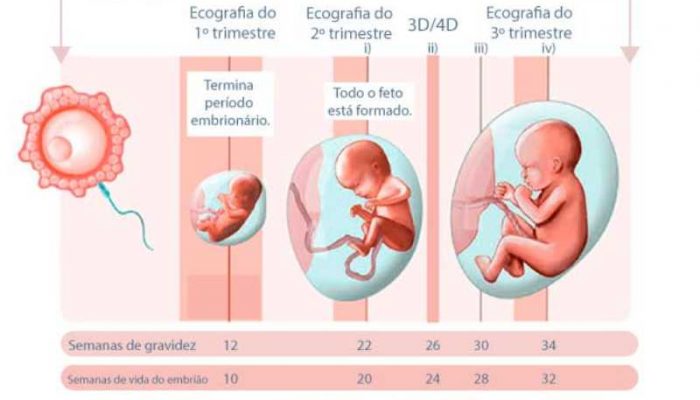 Semanas de gravidez